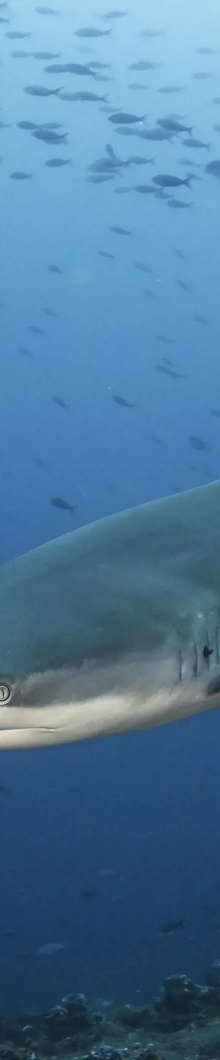 Tauche mit Grossfischen in Malpelo & Coiba